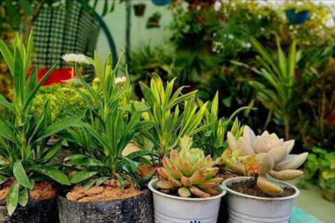 Winter Flowers Shopping|Succulent Shopping With Prices| Explore your hobbies!!!
