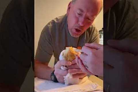 Feeding our bearded dragon after 4 months of brumation! #shorts