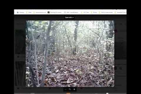 We Bought A Trail Cam at a Yard Sale -- What We Discovered Won't Shock You at ALL!