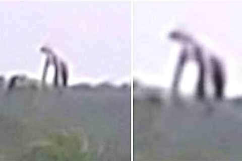THEY ARE HERE - This Trail Cam Captured What No One Was Supposed To See