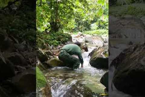 Survival, skills, Journey to catch stream fish, life in the forest part 2