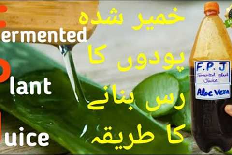 How to Make Fermented Plant Juice (Aloe Vera) FPJ | Korean Natural Farming (KNF)