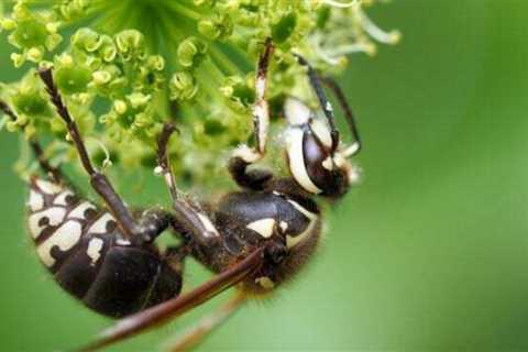 What to Do if You See a Bald-Faced Hornet Nest