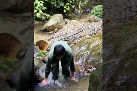 Survival, skills, Journey to catch stream fish, life in the forest part 3