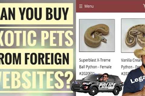 Can You Buy Exotic Pets From Foreign Websites? | Singh Exotics.
