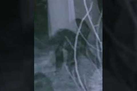 This Trail Camera Accidentally Made A Chilling Discovery Deep In The Woods #shorts