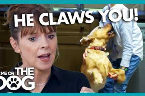 Dog Needs so Much Attention, IT HURTS! | It's Me or The Dog
