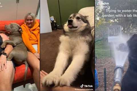When your dog is more funny than you