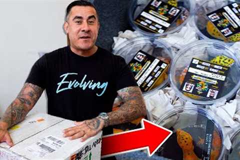 Unboxing The CRAZIEST Reptile Delivery!