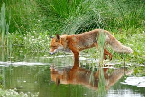 So, Are Foxes Dangerous?