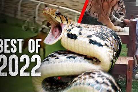 Top Survival Videos of 2022 | How to Survive