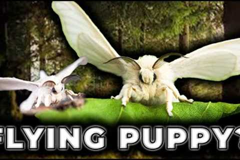 These Puppies Fly! Top 5 CUTEST Exotic Pets | Invert Edition