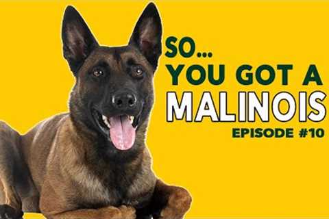 So You Got a Malinois Ep 10 - Working Dog Advice and Tips