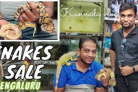 Ball python |Snakes sale in Bengaluru | Kannada vlog