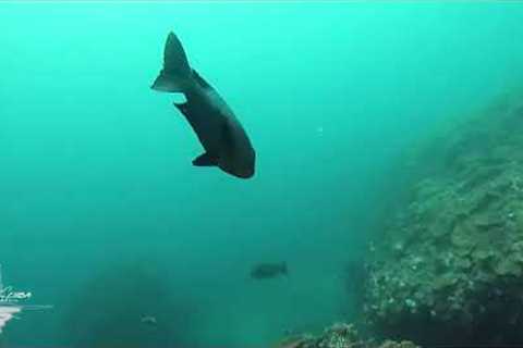 Scuba Diving Belongas - Recent Trip
