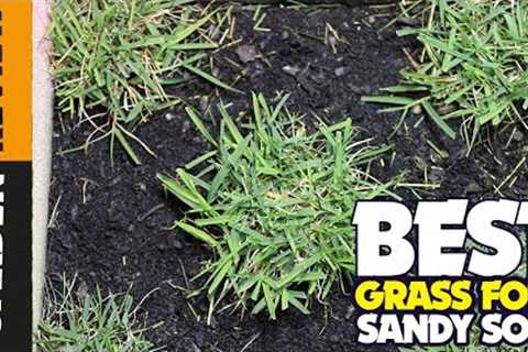 5 Best Grass Seeds for Sandy Soil (2023)