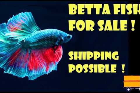 Betta Fish online Shopping at Cheap and Best price I Fighter Fish for Sale