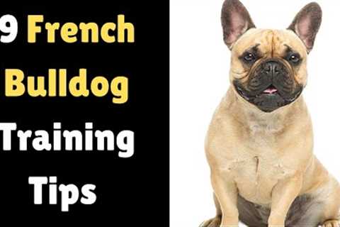 9 Working Tips on How to Train a French Bulldog Puppy | How to Train a French Bulldog?