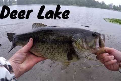EAGLE TOOK MY FROG LURE... TWICE!! Talking About Deer Lake