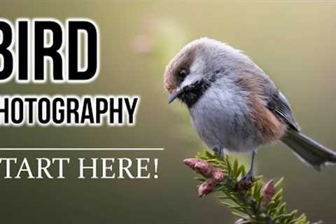 BIRD PHOTOGRAPHY 101: Beginners guide for settings, finding birds, tricks, equipment, and more!