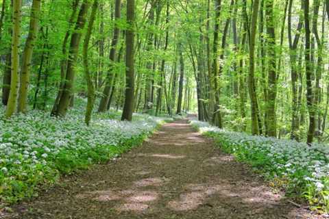 So, Can You Eat Wild Garlic for Survival?