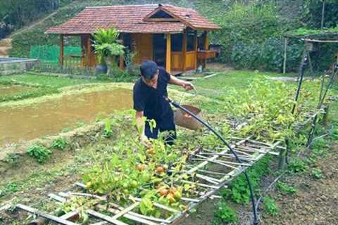 Tomato Harvest - Finishing the wooden workshop floor with concrete | In the wilderness
