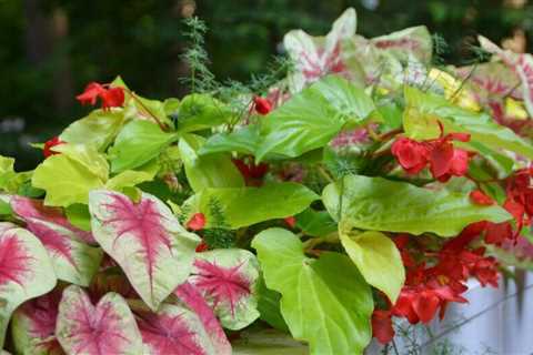 Ten Best Annuals for Shady Spots