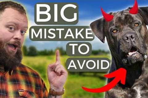 Mistakes Dog Owners Make And How To Avoid Them