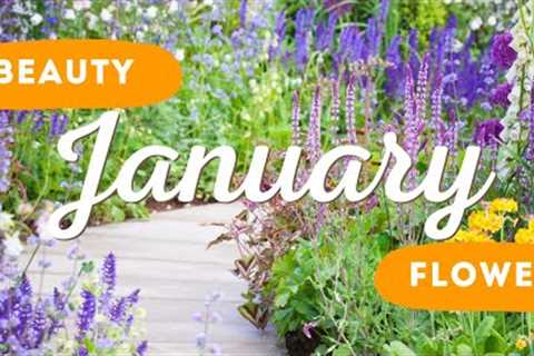 Best Flower to Plant in January 🌼 🌸  // Spring Flowers Planting Ideas ✨