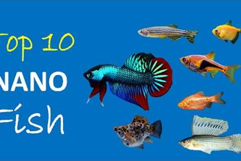 10 Small Freshwater Fish for Nano Aquarium
