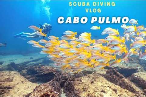 Scuba Diving in Cabo Pulmo | B.C.S Mexico | Travel Vlog