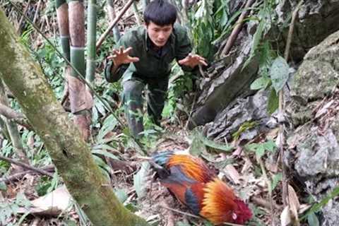 Survival in the forest, How to trap wild chickens, farm in the forest