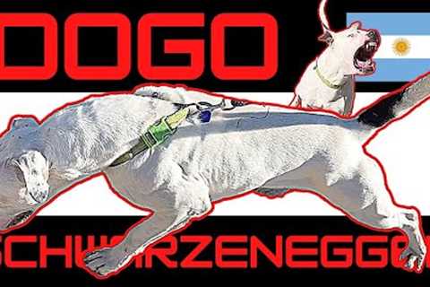 Muscular Dogo Argentino terrorizes Doberman housemate - Fixing the core problem.