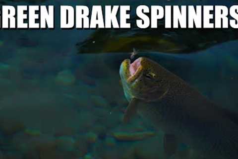 Green Drake Mayfly Spinners - Fly Fishing Cutthroat Trout in the High Country - Green Drake Mayflies