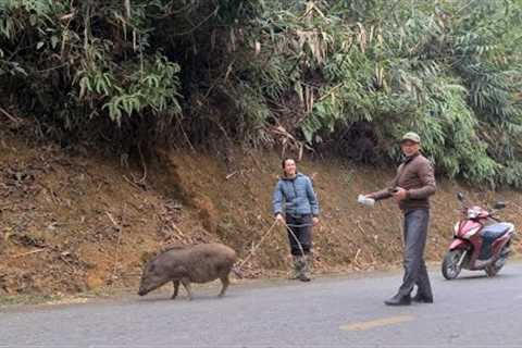 Bringing Wild Boar To The Market To Sell, king kong amazon, Fp 313