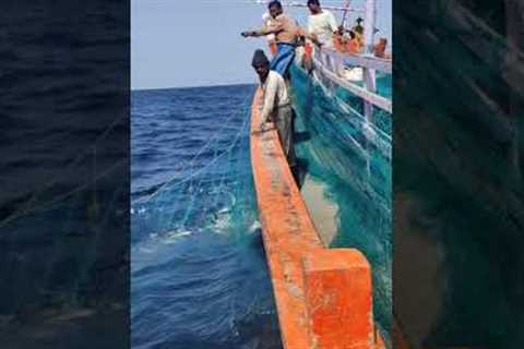 Tuna fish catching in nets  at deep sea #fishing#tuna #boat #okha