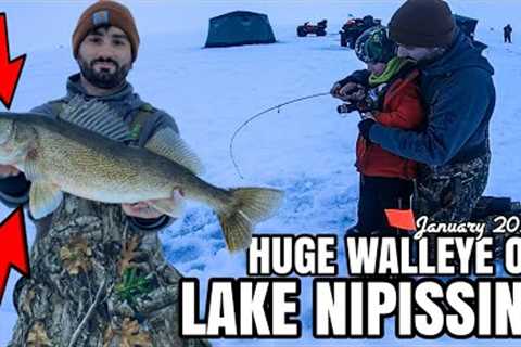 MASSIVE LAKE NIPISSING WALLEYE!! January 2023