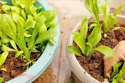 How to use old potting soil for plants| Easy way to shift calendula|Explore your hobbies!!!
