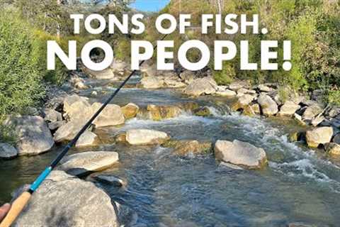 Now THIS Is a Dream Stream! (Tenkara Fly Fishing)