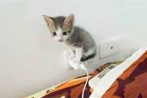 These Cats Are So Dumb, You'll Lose It Laughing | Beast Paws