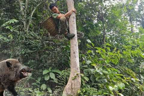 Find Wild Boar In Natural Forest, Survival Challenge &amp; Forest River Skills | Triệu Văn Hào,..