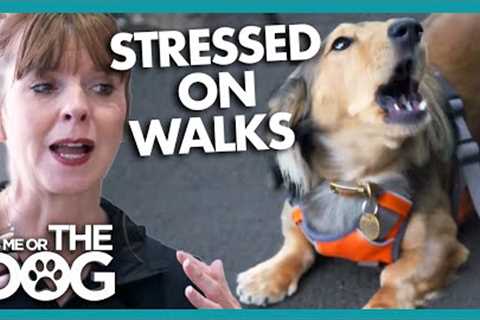 Dog is Extremely Anxious when Walked in Busy City | It's Me or The Dog