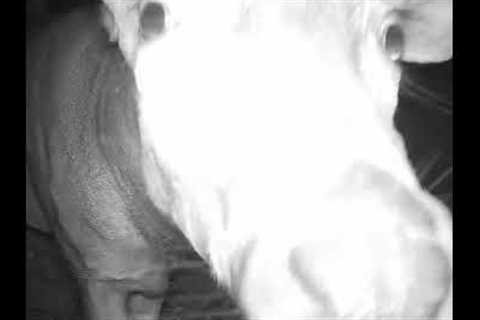Mr. Buck SMEARS nose on Trail Camera!