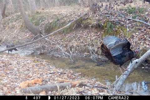 Turkeys, bobcat, buck, raccoons, skunk, fox, owl and deer watching each other, &amp; more.