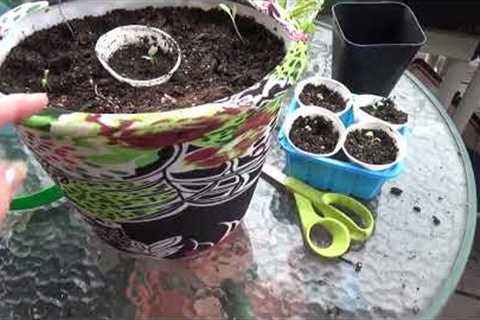 How to Setup Container Garden for $1, Start to Finish How to Fill a Planter Cheap to Grow Vegetables