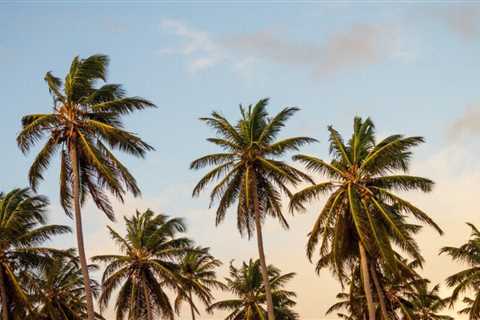 What To Do On A Trip to Coconut Point, Florida