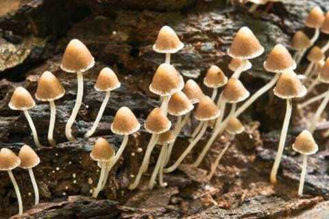This is what it means if mushrooms are growing in your lawn