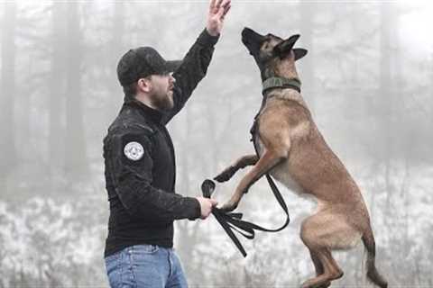 THE BELGIAN MALINOIS - HOW TO TRAIN YOUR PUPPY