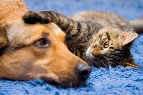 Funny Cat and Dog Videos Compilation