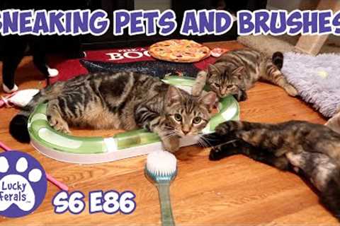 Sneaking Pets And Brushes | S6 E86 | Training Feral Cats And Kittens